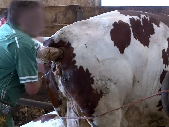 Szarvasmarha mesterséges termékenyítése inszeminátor szakember által, tenyészeti környezetben